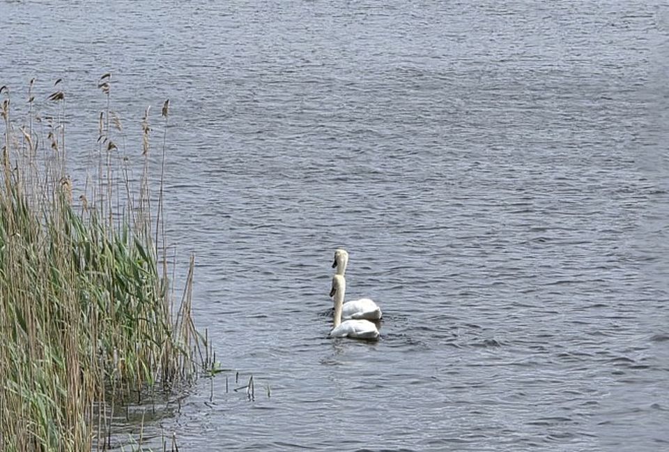 Bild zeigt den Krakower See mit einem Schwanenpärchen. Am linken Bildrand sieht man einen kleinen Teil des Schilfgürtel rechts viel Wasser