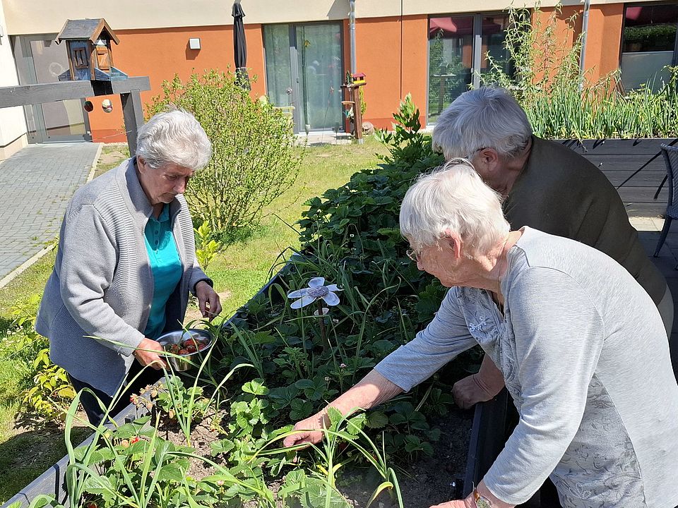 Bild zeigt drei Seniorinnen in einem Außenbereich arbeiten an einem Hochbeet mit Erdbeerpflanzen. Die Frau links pflückt Erdbeeren und hält eine kleine Schale in der Hand. Die beiden anderen Frauen beugen sich ebenfalls über das Beet, um im grünen Laub nach reifen Früchten zu suchen. Im Hintergrund ist ein gepflasterter Bereich und ein Gebäude mit einer orangefarbenen Wand zu sehen, was auf eine sonnige Aktivität im Garten hindeutet.