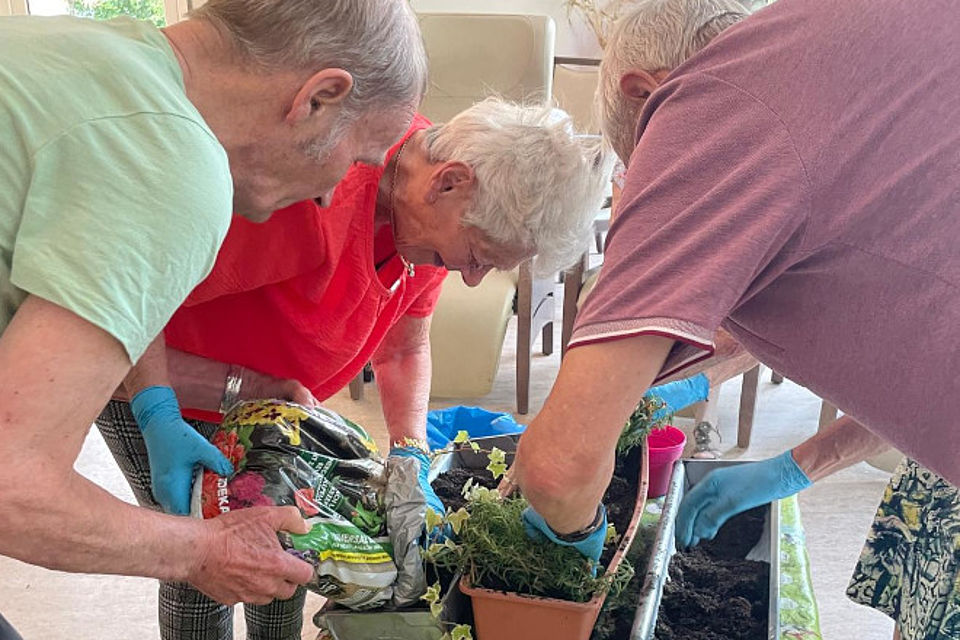 Bild zeigt: Drei Senioren in einem Innenraum beschäftigen sich gemeinsam mit Gartenarbeit und Blumenpflege. Eine ältere Frau in einem roten Oberteil bückt sich über einen Tisch, auf dem Töpfe mit Pflanzen (Efeu und andere) stehen. Ein Mann links in einem hellgrünen Shirt hält einen Sack Blumenerde und schüttet diese in eine Pflanzkiste. Ein dritter Mann rechts in einem rot-violetten T-Shirt pflanzt gerade eine Pflanze in die Erde. Alle drei tragen blaue Gartenschutzhandschuhe. Die Szene zeigt eine gemeinsame Aktivitätstherapie in der Tagespflege.