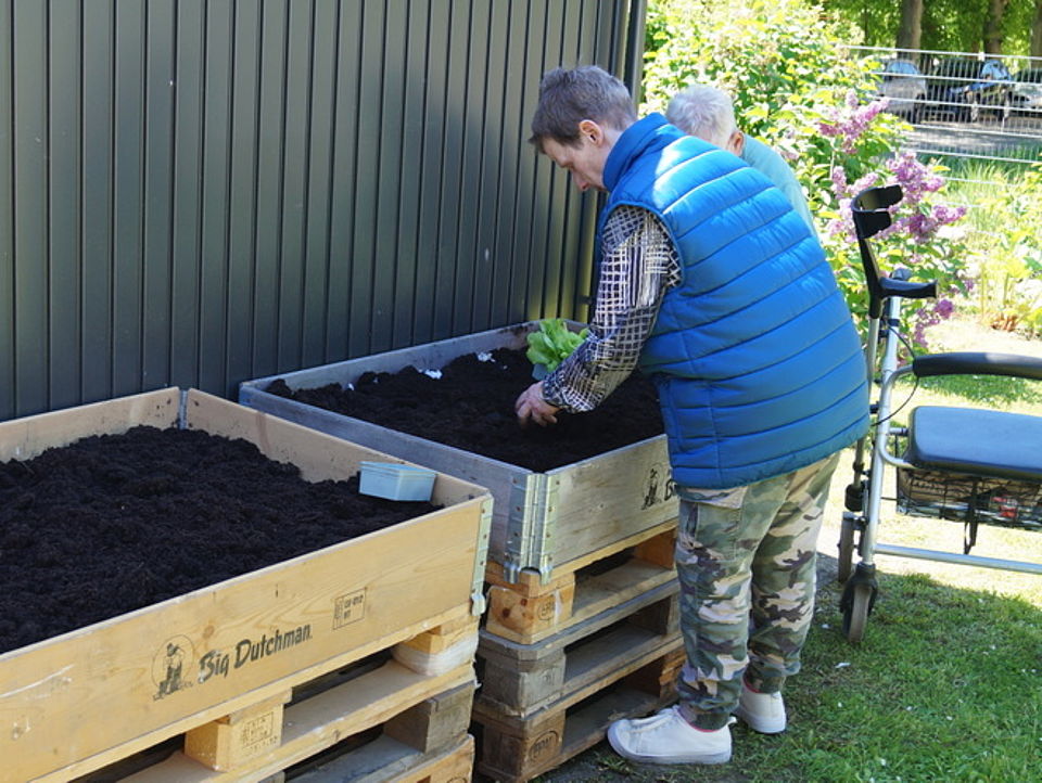 Bild zeigt unseren Tagesgast, Frau Ute Eislöffel in seitlicher Rückenansicht. Frau Eislöffel trägt eine blaue Steppweste und eine Camouflagehose und weiße Schuhe. Sie steht vor einem von zwei Hochbeeten und ist dabei Salatpflanzen in das Hochbeet zu setzen.