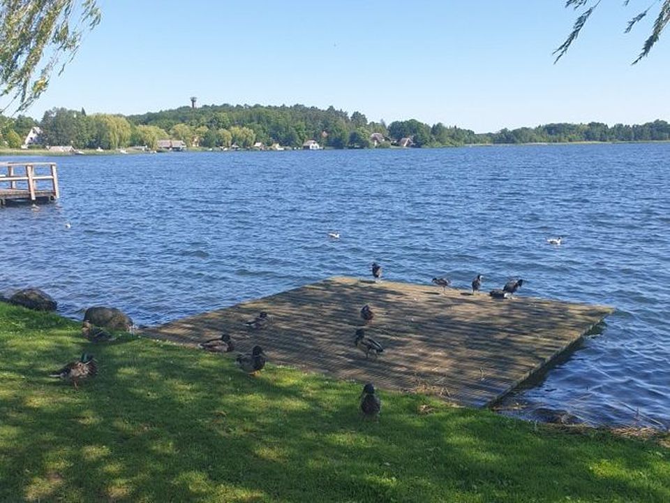 Bild zeigt einen Blick auf den Krakower See von der Seepromenade aus. Es ist ein Stück der Grünflächen am Ufer zusehen mit der Pontonfläche, auf der immer viele Seevögel sitzen und ruhen, so auch in diesem Bild. Es sind viele Stockenten und ein paar Möven zusehen