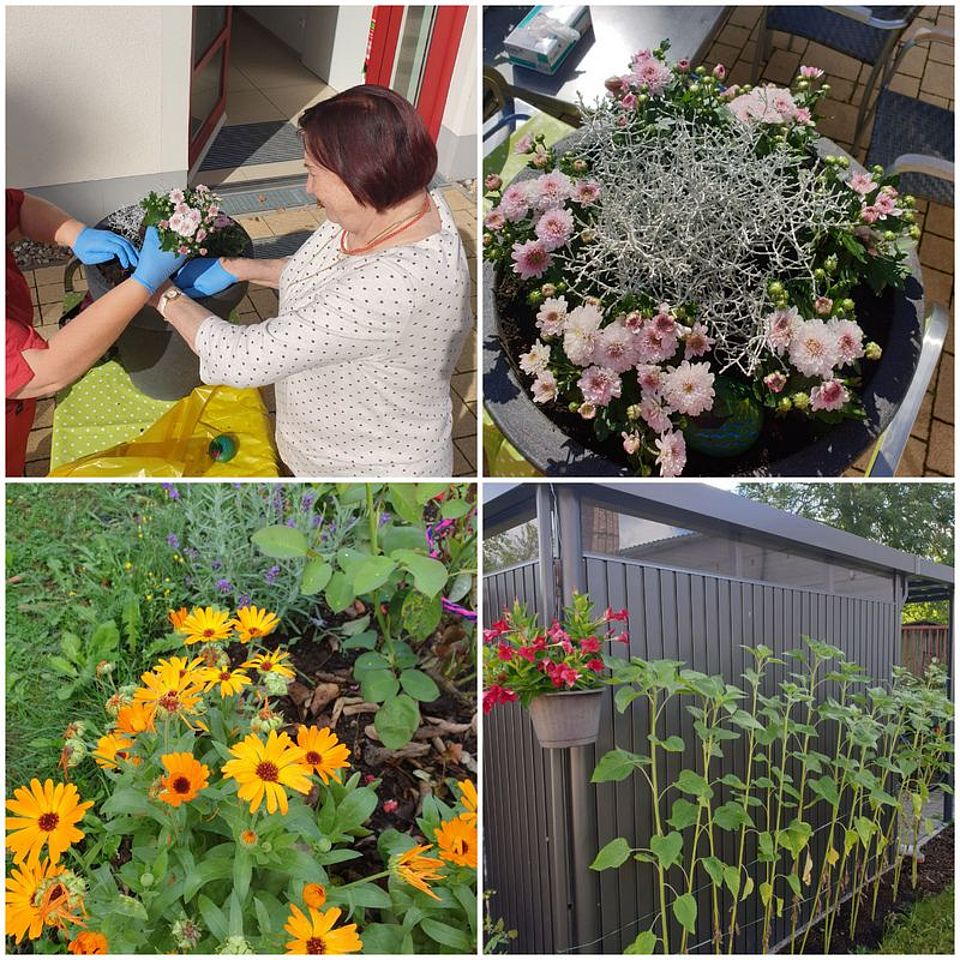 Bild zeigt eine Collage aus vier Bildern, welche Blumenbeete und bepflanzte Blumenkübel zeigen. Auch eine Reihe von noch nicht blühenden Sonnenblumen ist zu sehen.