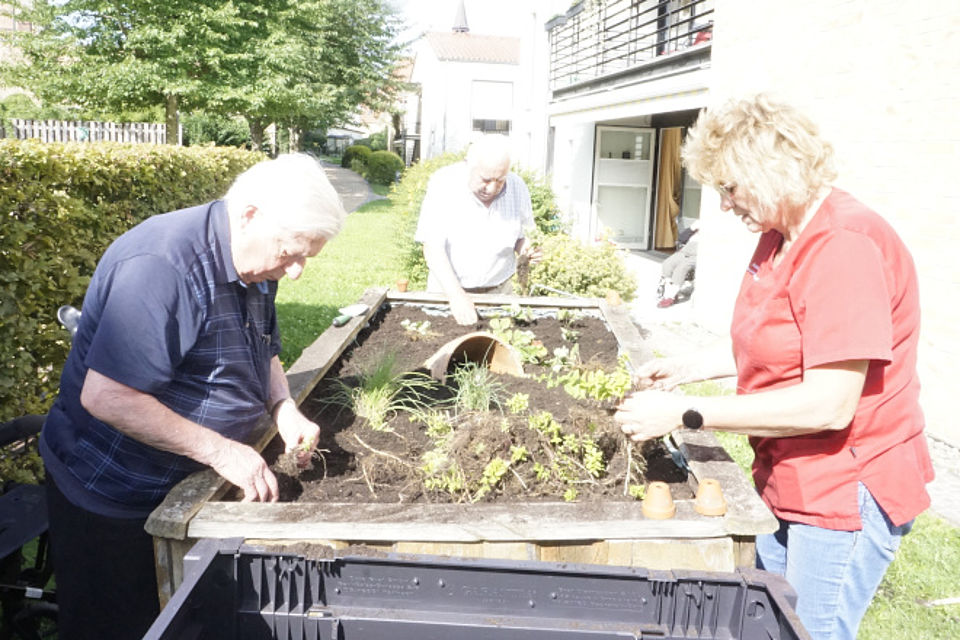 Bild zeigt: Zwei Senioren und eine Mitarbeiterin sind im Freien im Garten beim Bepflanzen eines Hochbeetes zu sehen. Der Mann links und die Mitarbeiterin (rechts) in roter Dienstkleidung pflanzen kleine Kräuter und Pflanzen in die Erde. Ein weiterer Mann (Mitte) in einem weißen Poloshirt arbeitet ebenfalls im Beet. Im Hintergrund sind Wohngebäude und eine gepflegte Hecke erkennbar. Die Szene zeigt eine gemeinsame Gartentherapie und Aktivierung der Besucher der Tagespflege.