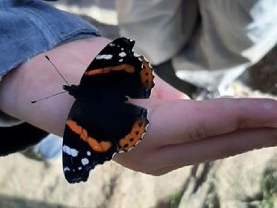 Bild zeigt eine Nahaufnahme einer Hand, die einen Schmetterling der Art Vanessa atalanta (Admiral) trägt, aufgenommen aus der Perspektive des Trägers. Der Arm ist in einen blauen Jeansärmel gekleidet. Der Schmetterling hat schwarze Flügel mit leuchtend orangefarbenen Bändern und weißen Flecken.