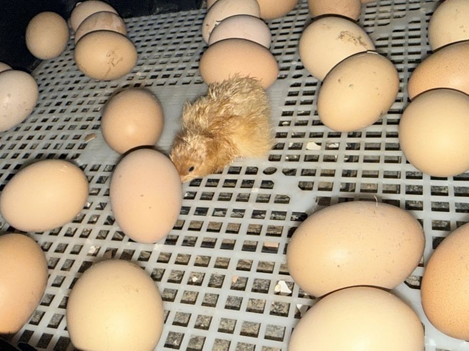Bild zeigt einen Blick in einen Brutkasten. Es liegen ca. 20 Hühnereier und in der Mitte ist das erste Kücken bereits geschlüpft.