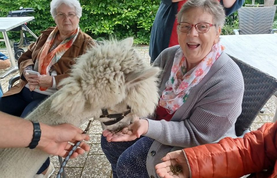 Bild zeigt mehrere Tagesgäste, welche ein Alpaka füttern.