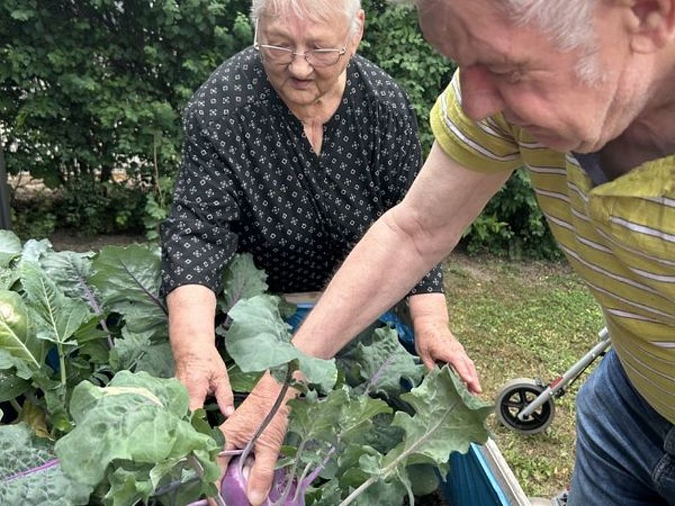 Bild zeigt Frau Leipert und Herrn Simon bei der Kohlrabiernte