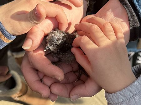 Bild zeigt mehrere Kinderhände die ein gerade geschlüpftes Kücken halten