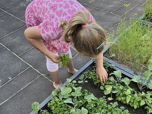 Bild zeigt ein kleines Mädchen, was gebückt vor mehreren Kräuterbeeten steht und einen Teil der Kräuter abpflückt.