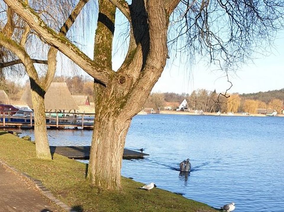 Bild zeigt einen kleinen Teil der Seepromenade in Krakow. Es ist Herbst. Die zwei Bäume im Bild tragen kein Laub mehr. Am Ufer des Sees sitzen Möven und Enten. Auf dem Wasser kommt ein Jungschwan, er trägt noch das grau-braune Gefieder, zum Ufer geschwommen. Es ist ein schöner Tag mit Sonne und blauem Himmel.