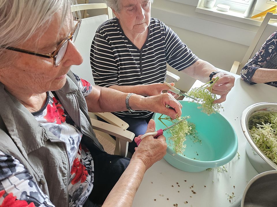 Bild zeigt: Nahaufnahme von zwei Seniorinnen, die am Tisch Holunderblüten für die Sirupherstellung vorbereiten. Beide Frauen halten Scheren in den Händen und schneiden die kleinen Blüten von den Stielen. Die Blüten fallen in eine große, türkisfarbene Schüssel in der Mitte des Tisches. Rechts im Bild ist eine größere gefüllte Metallschüssel mit bereits vorbereiteten Blüten zu sehen.