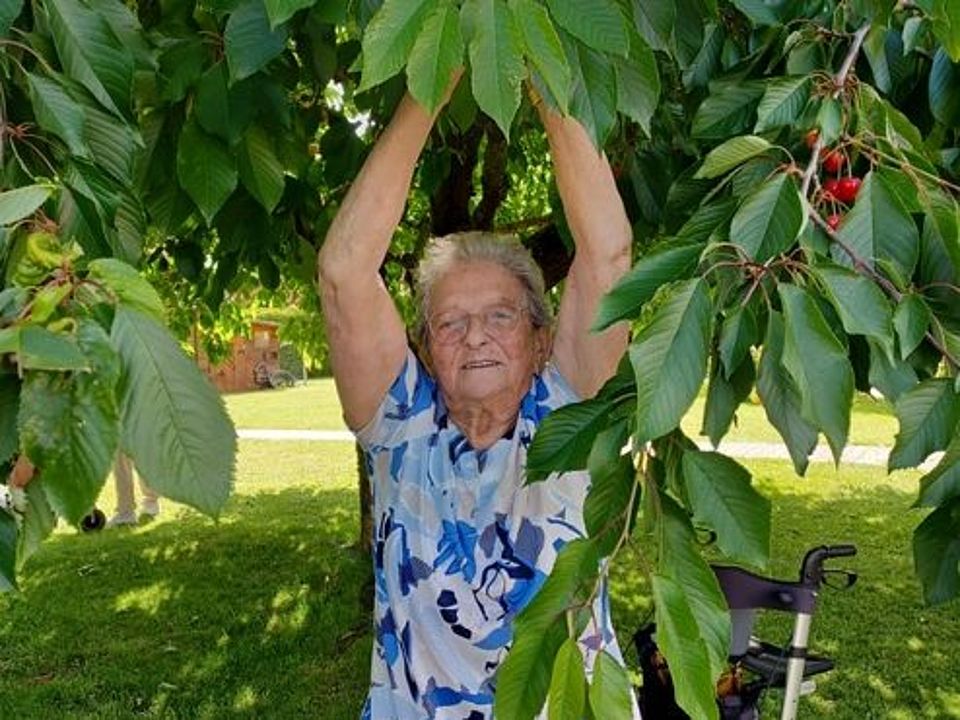 Bild zeigt eine Besucherin der Tagespflege sich zu einem großen Kirschbaum mit beiden Armen hochreckend um Kirschen zu pflücken. Der Baum steht auf einer Rasenfläche und hängt voller, roter Kirschen.