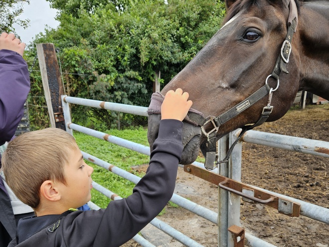 Bild zeigt einen kleinen Jungen der einen Pferdekopf streichelt. Das Pferd steht auf einer Koppel und hält den Kopf über den Zaun.