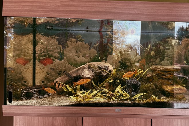 Bild zeigt ein großes, gut eingerichtetes Aquarium in einem Holzrahmen, gefüllt mit Pflanzen, Felsen, einer Wurzel, Dekorationen und mehreren orangefarbenen Zierfischen.