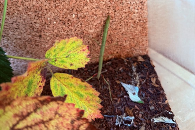 Bild zeigt die Nahaufnahme des Innenraums eines Terrariums mit einer Rückwand aus Kork und Humusboden. Im Zentrum steht eine junge, dünne, grüne Stabschrecke zwischen gefärbten Pflanzenblättern.