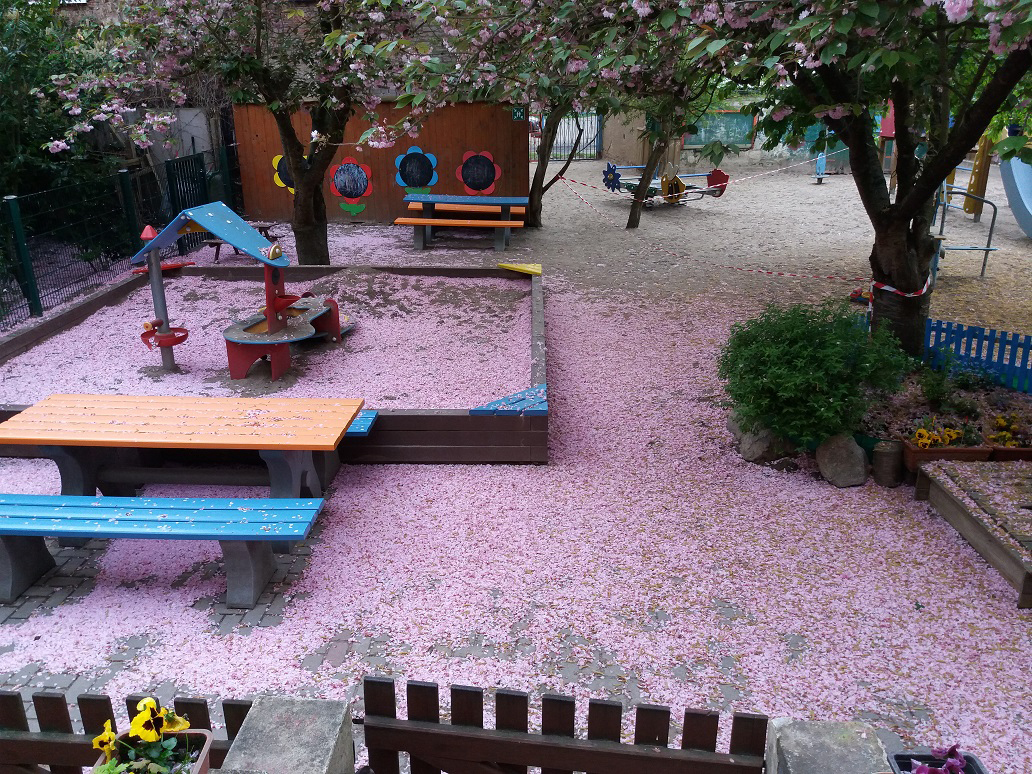 Bild zeigt Hof mit Blütenblöättern