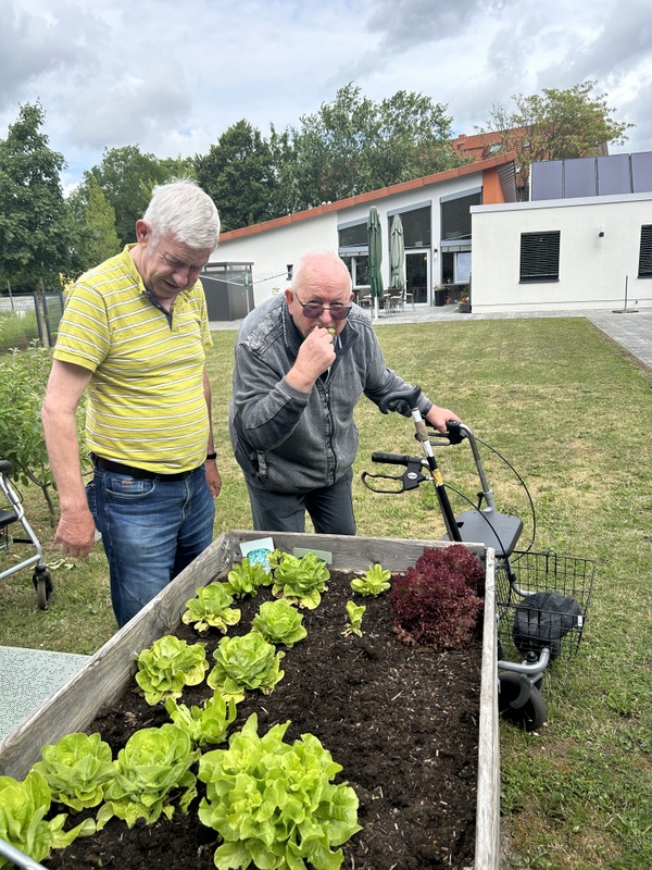 Bild zeigt Herrn Simon und Herrn Briese am Salatbeet