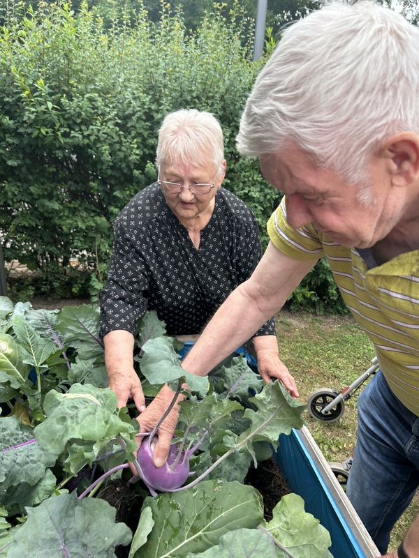Bild zeigt Frau Leipert und Herrn Simon bei der Kohlrabiernte